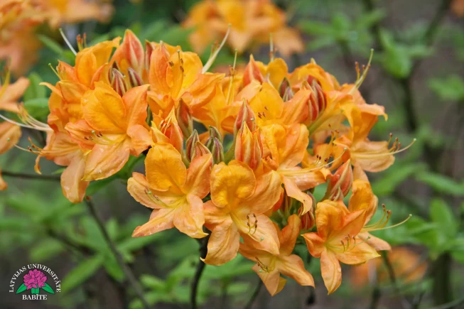 Rhododendron   'Babītes Dārta'